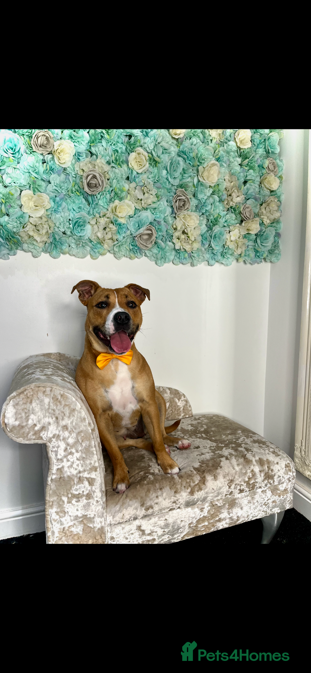 Staffordshire Bull Terrier dogs for sale: Lexi  - Advert 3