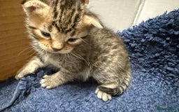 British Shorthair cats for sale: Pure tabby kittens - Image 3