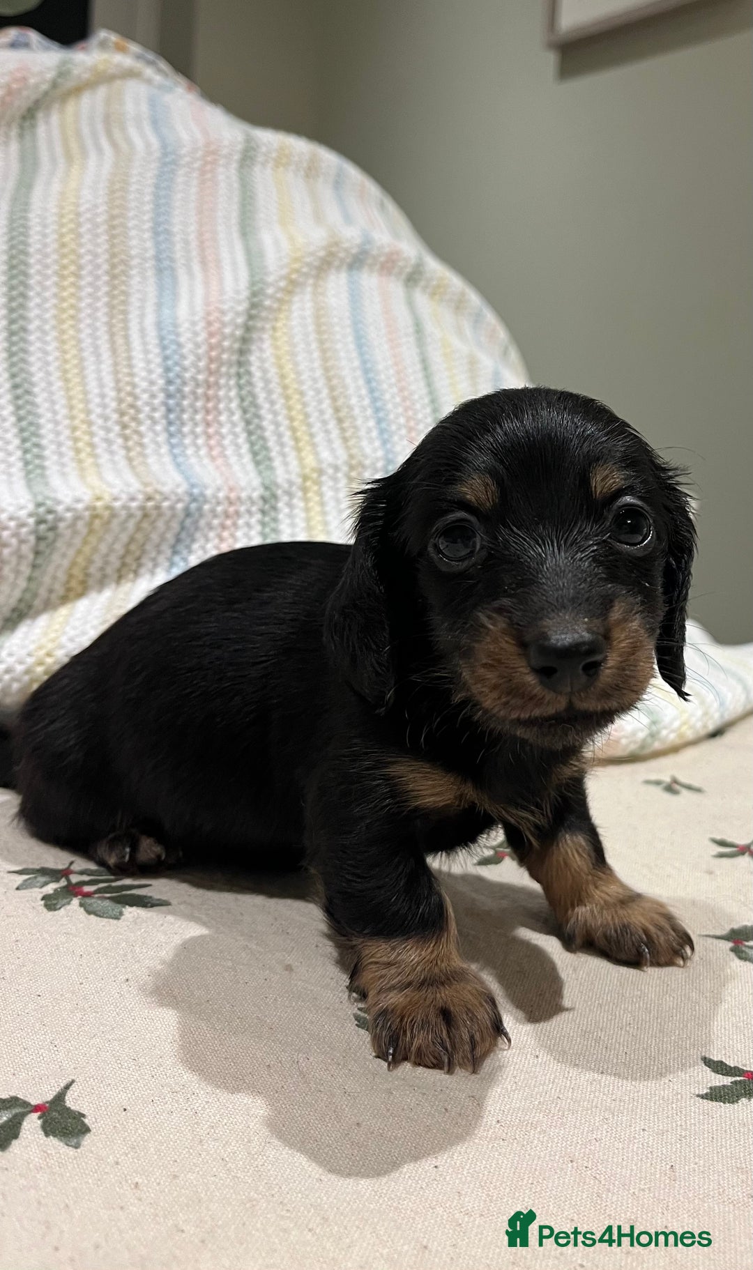Miniature Dachshund dogs for sale: Ready to leave Mini long hair dachshund pups  - Advert 3