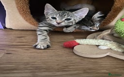 Mixed Breed cats for sale: Last little girl wanting forever home - Advert 17