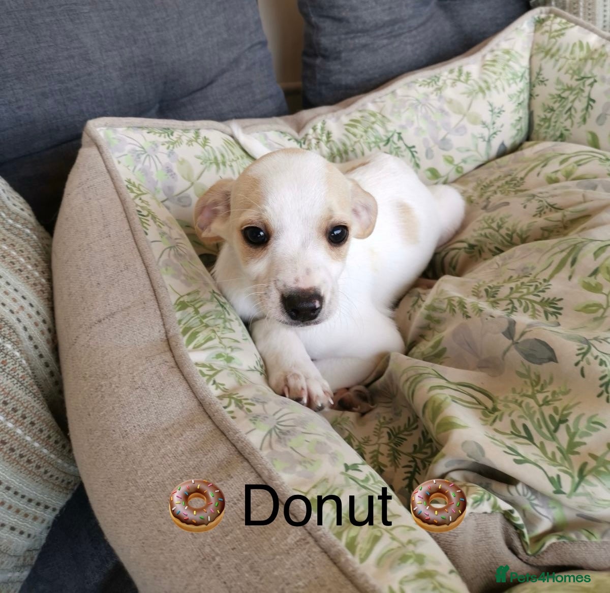 Mixed Breed dogs 🐾Meet Donut so sweet he could pass for dessert 🍩 - Advert 1