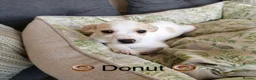 Mixed Breed dogs for adoption: 🐾Meet Donut so sweet he could pass for dessert 🍩 - Advert 1