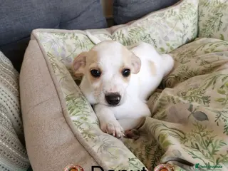 Mixed Breed dogs 🐾Meet Donut so sweet he could pass for dessert 🍩 - Advert 16