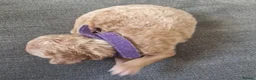 Cockapoo dogs for sale: 5 beautiful F1b puppies - Advert 4