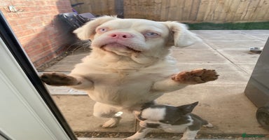 French Bulldog dogs Pink Fluffy Visual(Ice)🧊  REDUCED - Advert 12