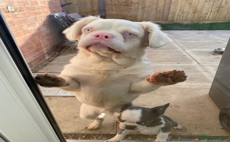 French Bulldog dogs - Advert 2