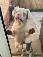 French Bulldog dogs Pink Fluffy Visual(Ice)🧊 REDUCED - Advert 8