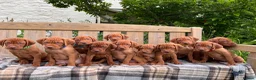 Hungarian Vizsla dogs for sale: KC Vizsla Pups  - Advert 1
