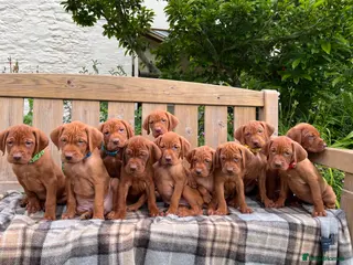 Hungarian Vizsla dogs Stunning Vizsla’s 😍 READY NOW! - Advert 2