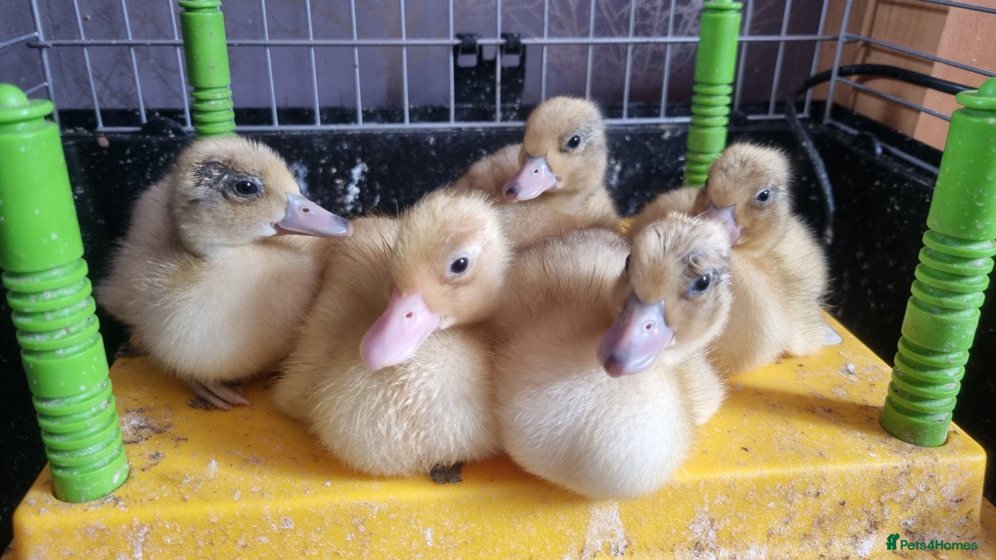 Ducks poultry Silver Call ducklings - Advert 9