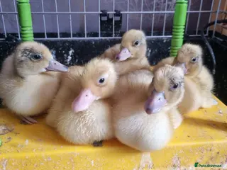 Ducks poultry Silver Call ducklings - Advert 9