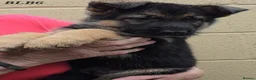 German Shepherd dogs for sale: Top Quality GSD (Alsatian) Pups For Sale - Advert 1