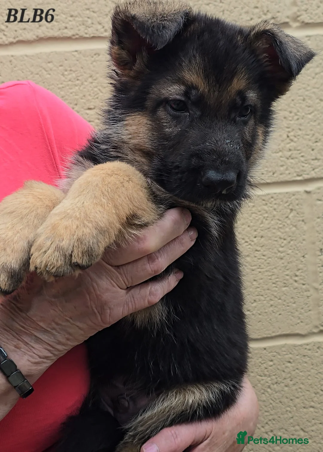 German Shepherd dogs for sale: Top Quality GSD (Alsatian) Pups For Sale - Advert 1
