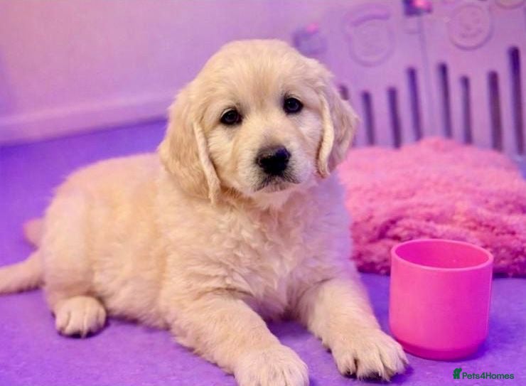 Golden Retriever dogs 2 Girls 🩷🩷 READY THIS WEEK - Golden retrievers  - Advert 1