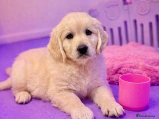 Golden Retriever dogs 2 Girls 🩷🩷 READY THIS WEEK - Golden retrievers - Advert 7