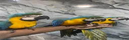 Macaws birds for sale: Baby HandReared Friendly Super Tame Cuddly Macaw in Nottingham - Advert 12