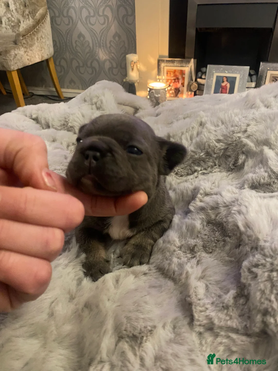 French Bulldog dogs for sale: Stunning chunky French bulldog pups  - Advert 11