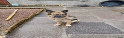 German Shepherd dogs for sale: Sage 4 year old German Shepherd  - Advert 5