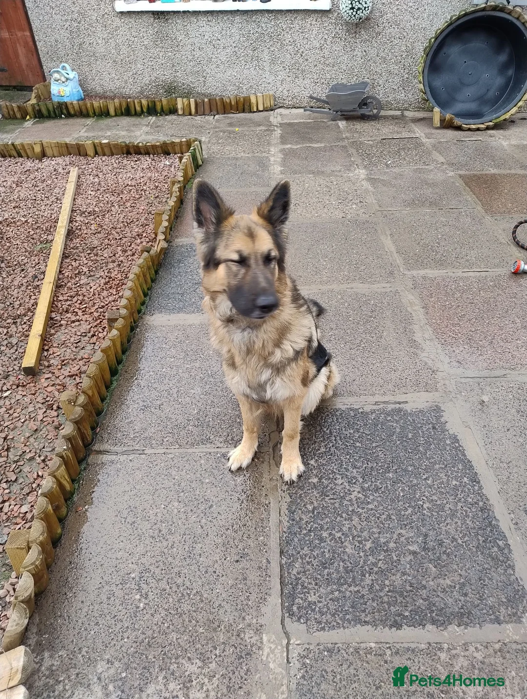 German Shepherd dogs for sale: Sage 4 year old German Shepherd  - Advert 5