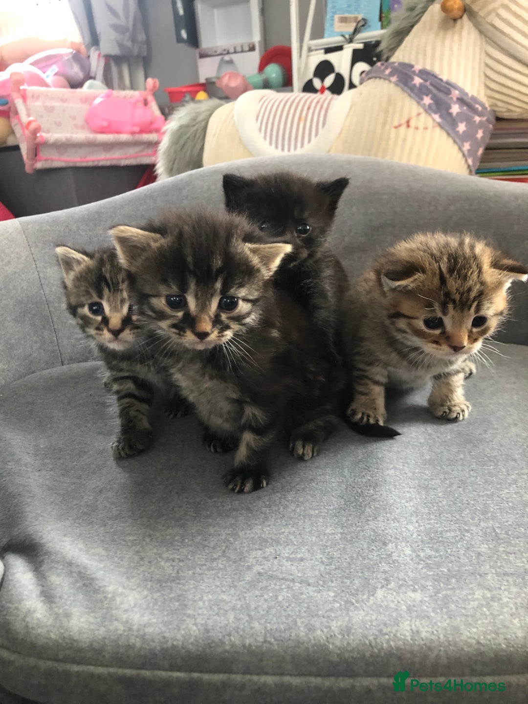 Bengal cats for sale: Kittens for sale  in Maesteg - Image 11
