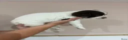 English Springer Spaniel dogs for sale:  KC registered English springer spaniel puppies - Advert 34