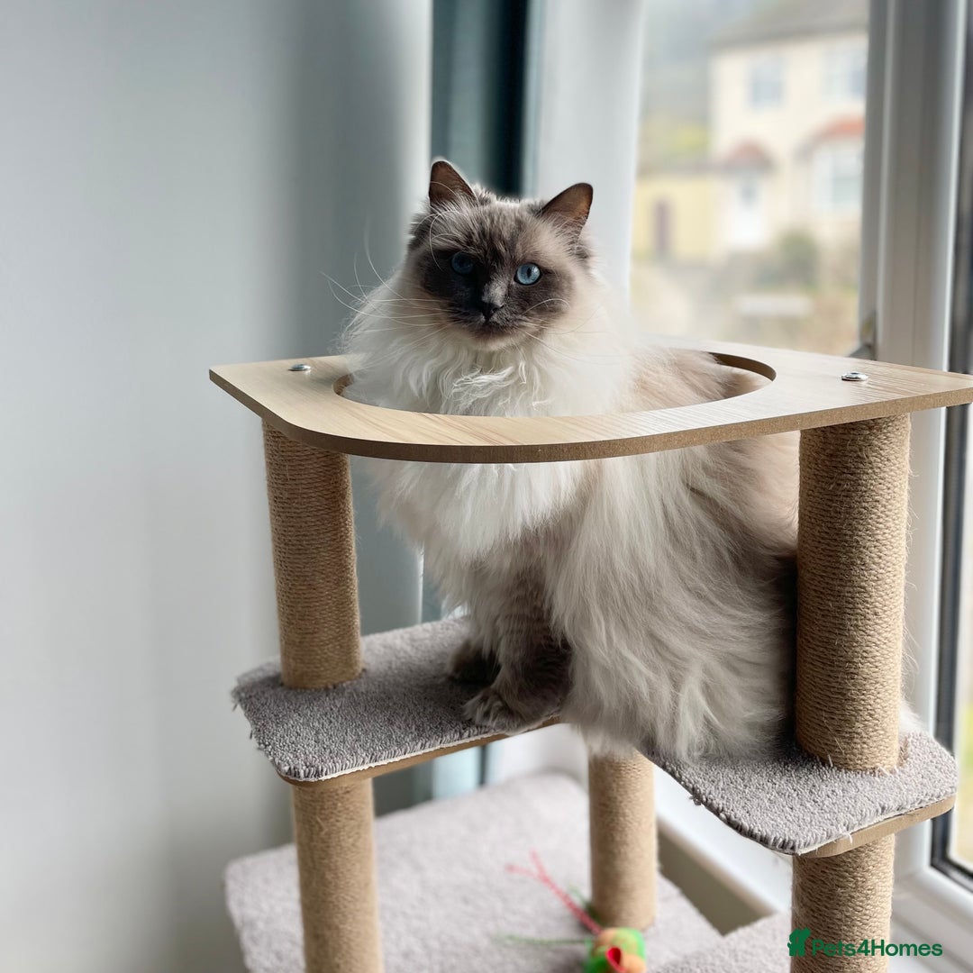 Ragdoll cats for sale: Rehoming our beautiful girl  - Image 7