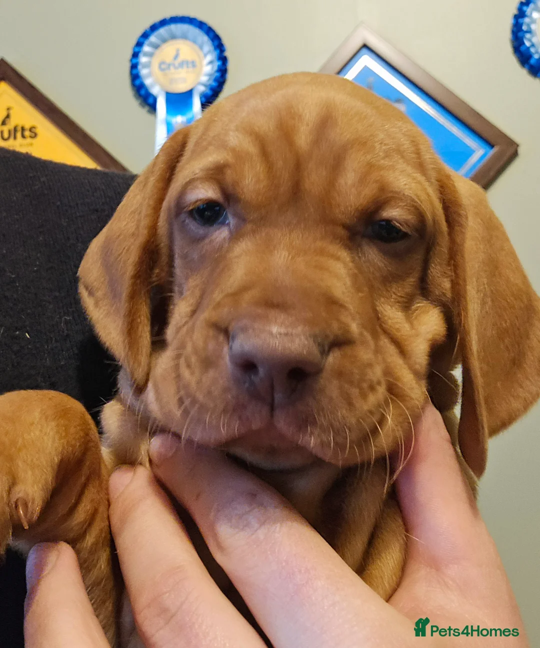 Hungarian Vizsla dogs for sale: Dual purpose Hungarian Vizsla Puppies - Advert 6