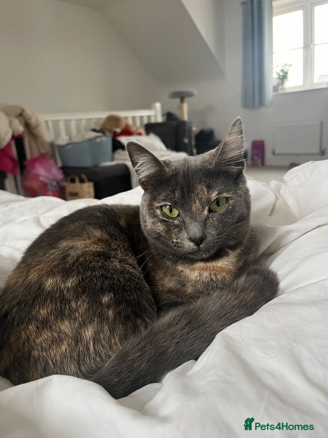 Mixed Breed cats for sale: Mixed Breed Kittens  - Advert 1