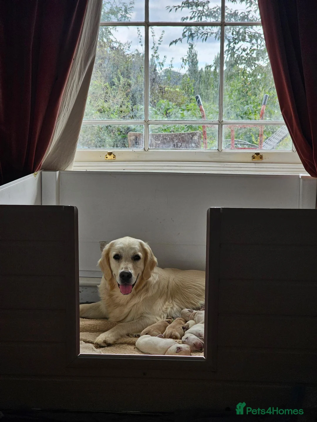Golden Retriever dogs for sale: Goldens from Therapy Lines. Waiting list full  - Advert 2