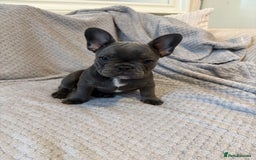 French Bulldog dogs for sale: French bulldog puppies for sale  - Image 7