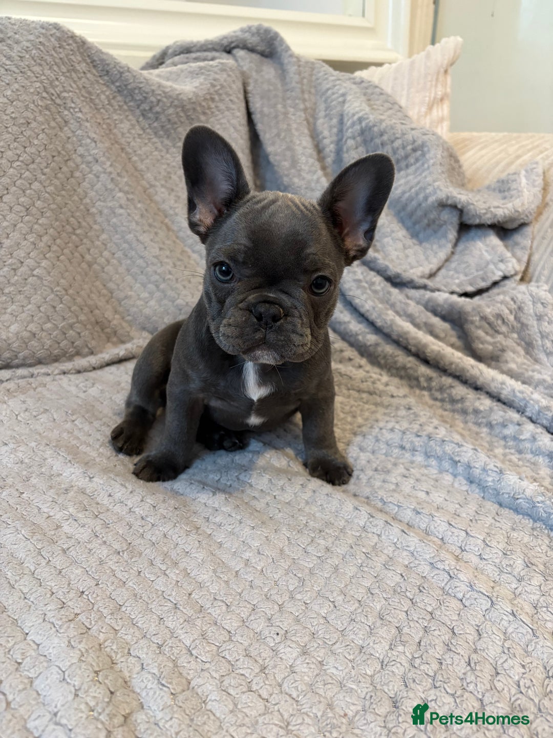 French Bulldog dogs for sale: French bulldog puppies for sale  - Image 7