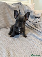 French Bulldog dogs - Advert 4