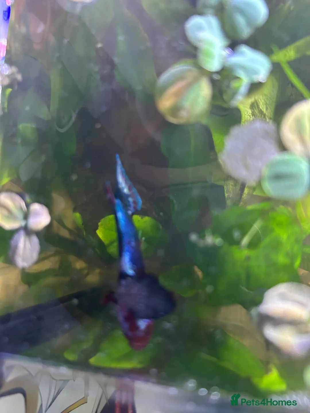 Bettas fish for sale: Male betta plakat!!! For rehoming!! in Livingston - Advert 3