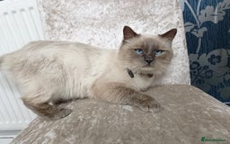 Ragdoll cats for sale: Blue point ragdoll 🩵 - Image 1