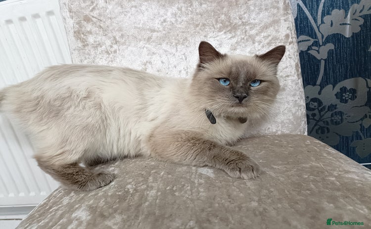 Ragdoll cats - Advert 1