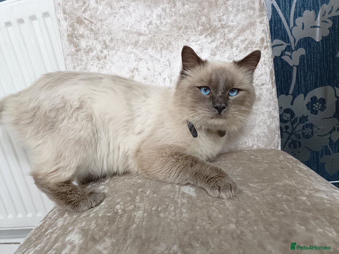 Ragdoll cats for sale: Blue point ragdoll 🩵 - Image 1