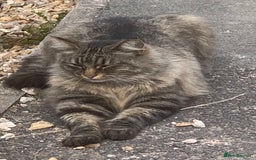 Norwegian Forest Cat cats for sale: A big stunning Norwegian Forest Cat femail - Image 4