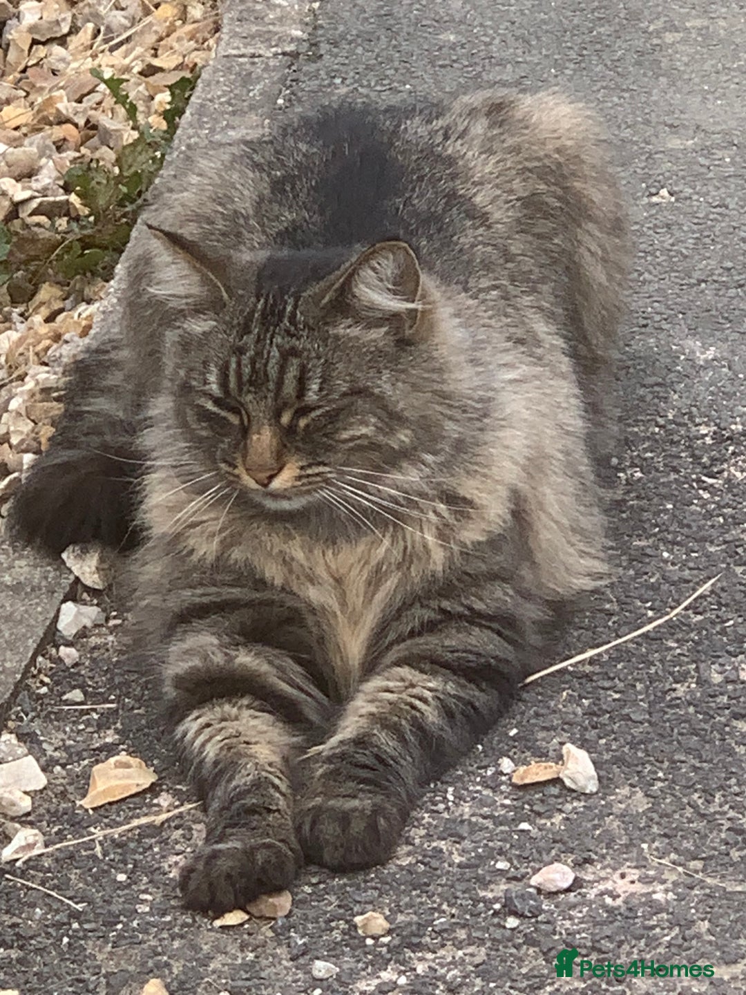 Norwegian Forest Cat cats for sale: A big stunning Norwegian Forest Cat femail - Image 4