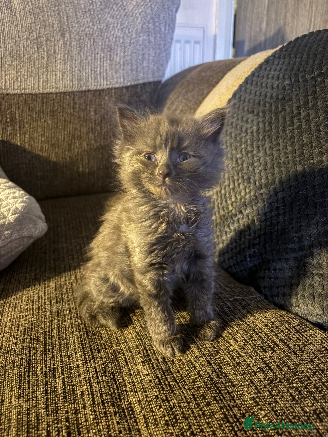 Mixed Breed cats for sale: 2 beautiful babies  - Image 3