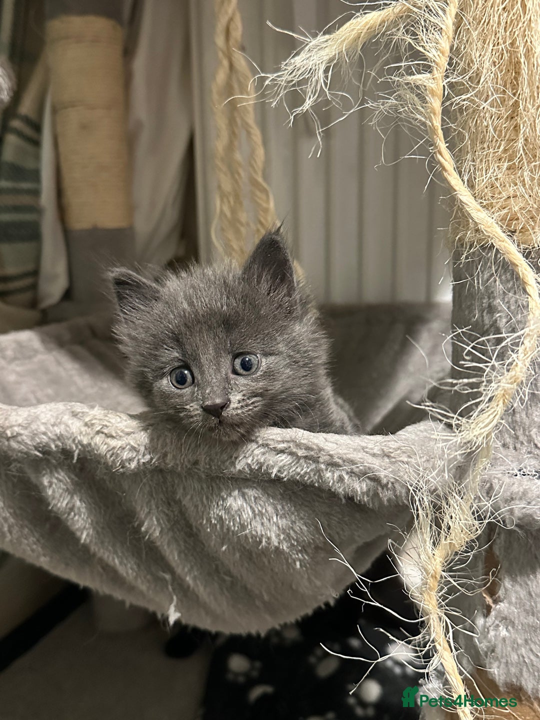 Domestic Shorthair cats for sale: Cute kittens in Dagenham - Image 11