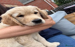Golden Retriever dogs for sale: Ready now - Golden Retriever Puppies  - Image 11