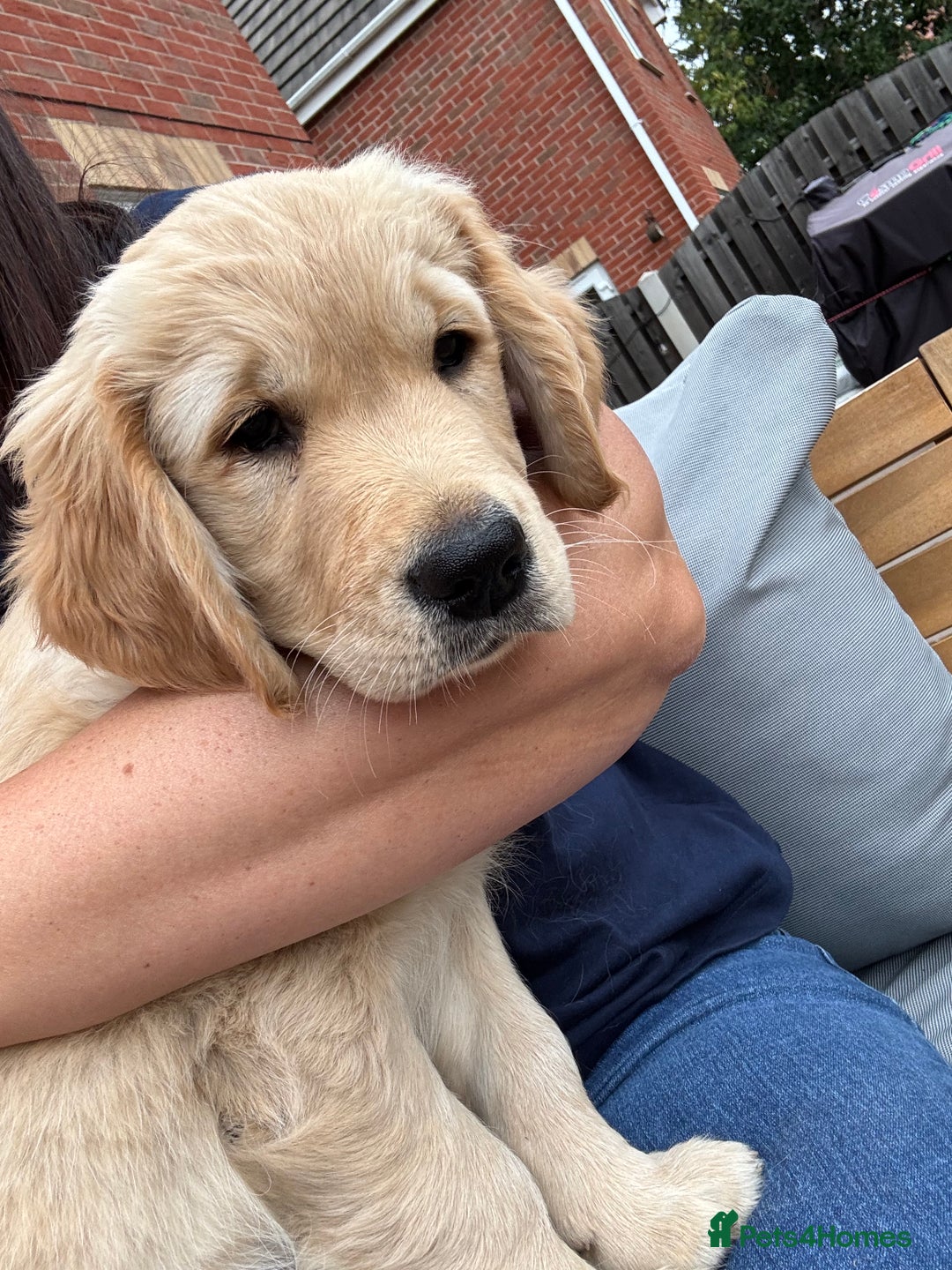 Golden Retriever dogs for sale: Ready now - Golden Retriever Puppies  - Image 11