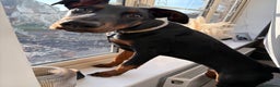 Dobermann dogs for sale: 7 Month female Doberman  - Advert 4