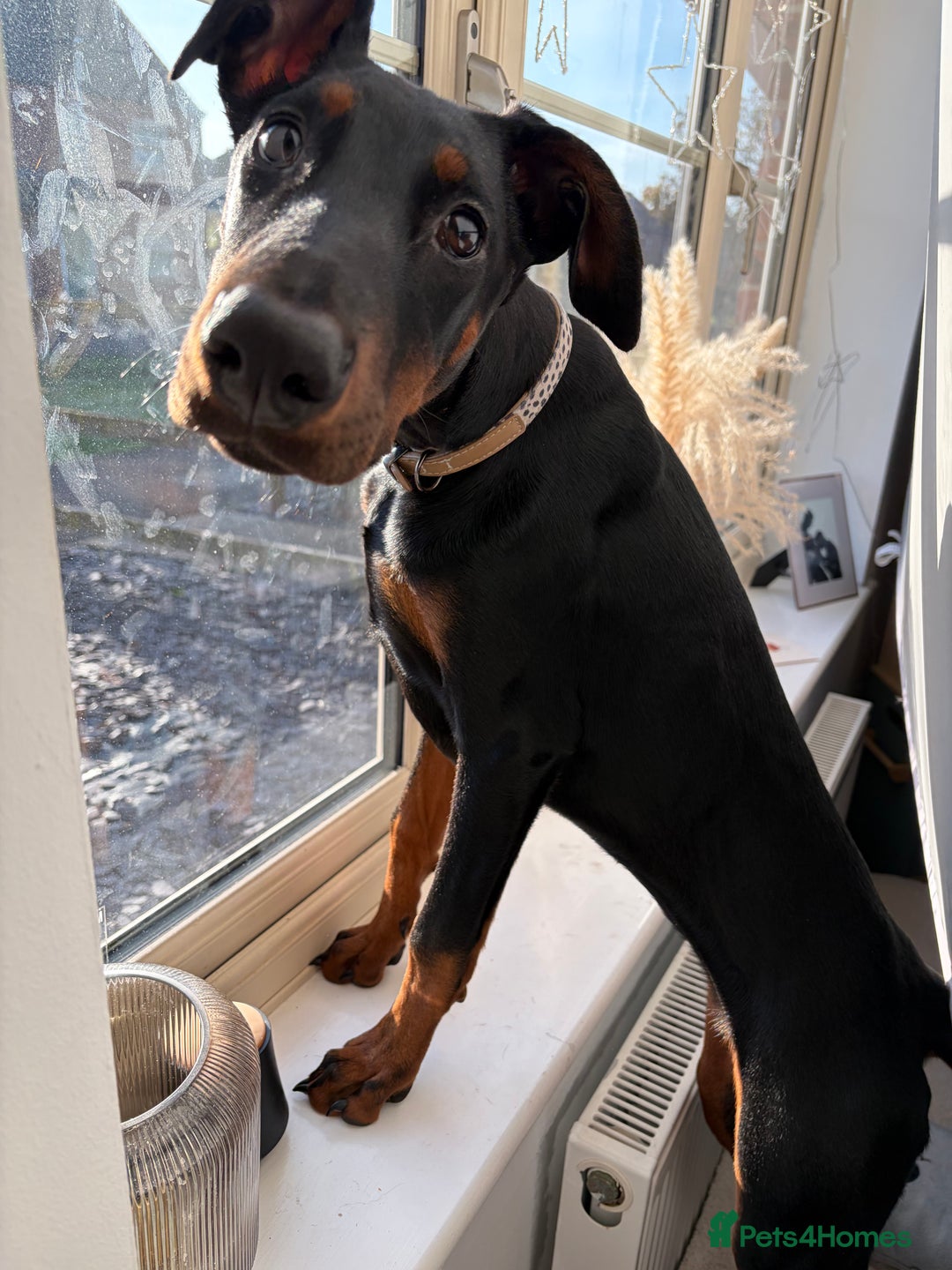 Dobermann dogs for sale: 7 Month female Doberman  - Advert 4