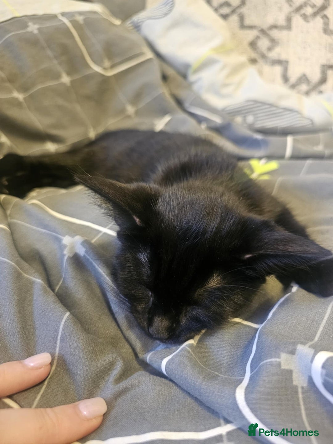 Mixed Breed cats for sale: 1 Black/brown striped Tabby cross Kitten - Image 8