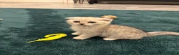 Scottish Fold cats for sale: Snow spot Scottish fold kittens - Advert 12