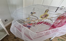 Budgerigars birds for sale: Violet Opaline Budgie - Image 10