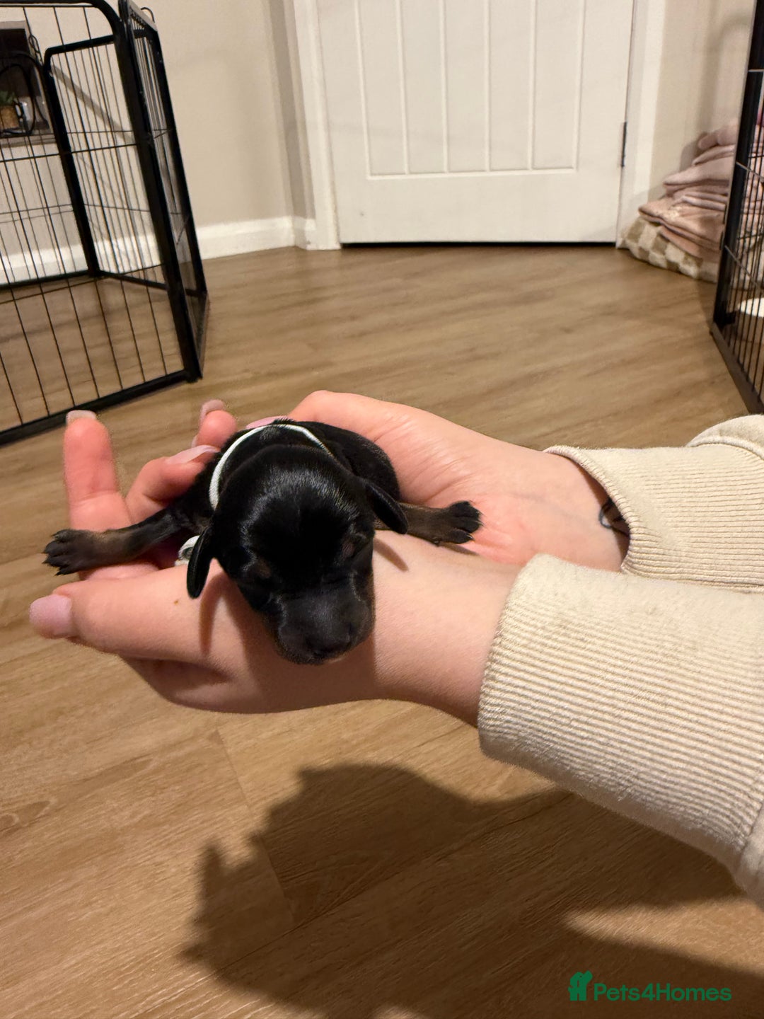 Mixed Breed dogs for sale: Doxie pin puppies - Advert 11