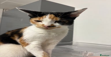 Mixed Breed cats - Advert 16