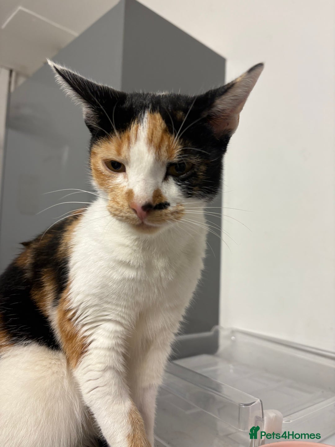 Mixed Breed cats for sale: 1 year old splat  - Image 3